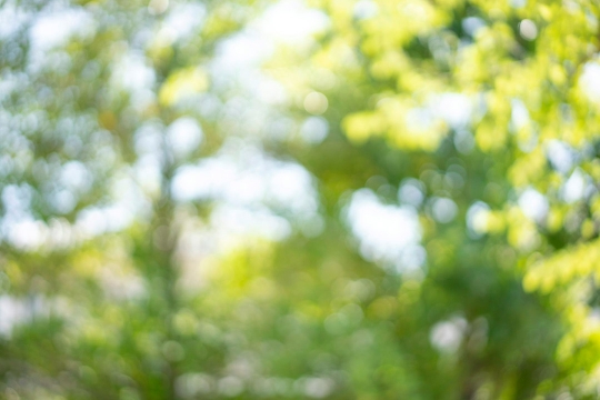 A blurry image of a leafy green wooded area