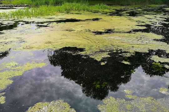 A green algae bloom covers the dark waters of a eutrophic lake.