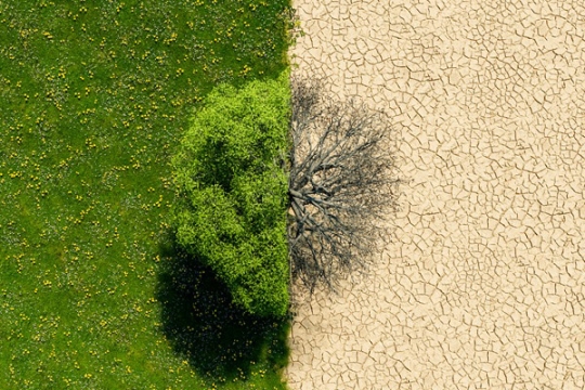 Aerial view of a single tree split down the middle, with one half green and lush on grassy land, and the other half dead on cracked, dry soil.