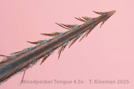 a closeup photo of the tongue of a red-bellied woodpecker.