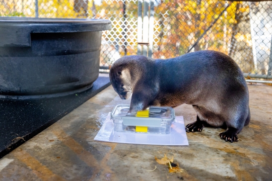 an otter plays in a tub of water in an enclosure.
