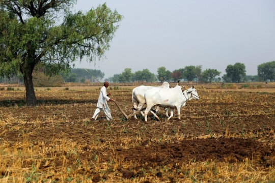 a farmer walks white cows across a field, inspecting damaged crops during a period of extreme heat.