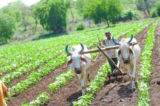 a farmer guides two cows carrying a plow through fields.