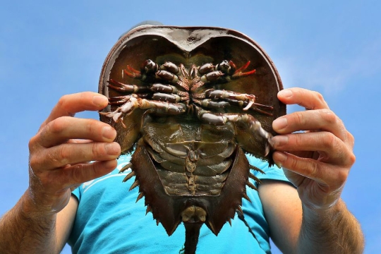 a horseshoe crab is held up by a person in a bright blue shirt