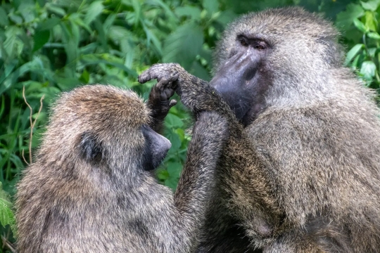 Pair of Olive Baboons (Papio Anubis) in Serengeti, Tanzania.