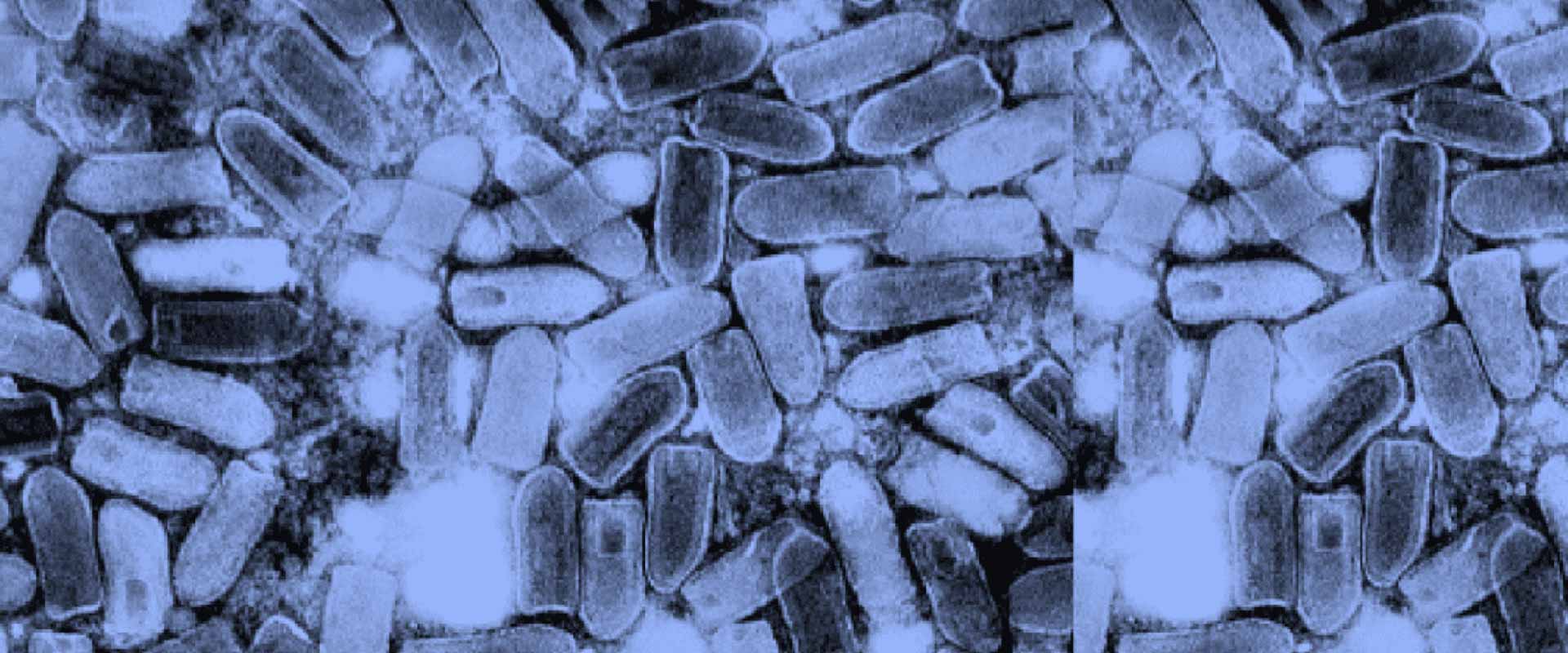 microscope view of pill-shaped cells colored blue.
