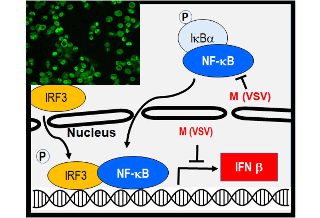 diagram of the development of VSV as an oncolytic agent