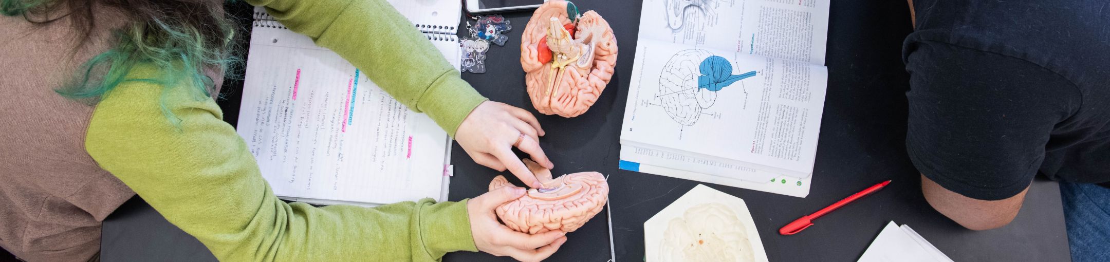 Overhead view of two people sitting on opposite sides of a table while one holds half of a model of a brain and another looks at a textbook image of a brain.