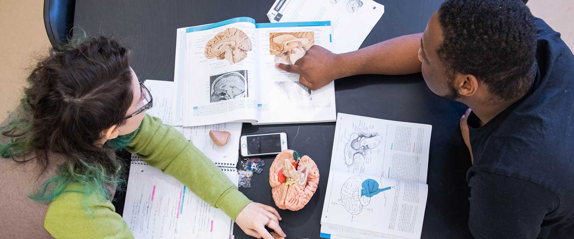Overhead view of two students study brain anatomy using textbooks and anatomical brain models at a table.