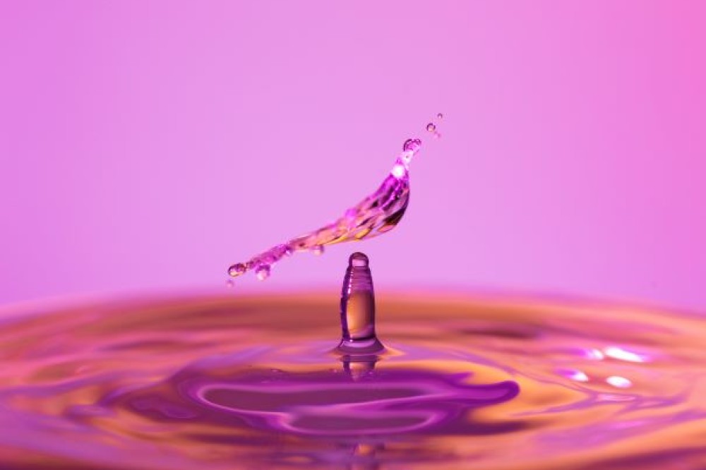 Student photography "drip bird"