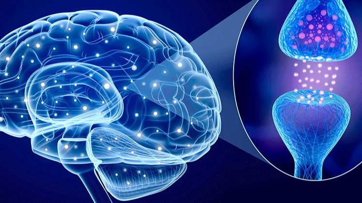 Brain diagram