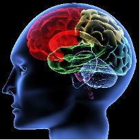 A model of a human brain, showing the different regions with different colors.