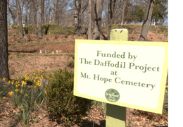 The Daffodil Project on a white picket sign. There are daffodils on the grass in the backgrounf