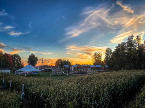 Landscape of the corn maze set-up