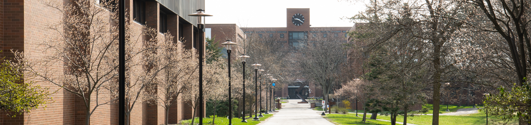 treelined path leading to a tall brick residence hall