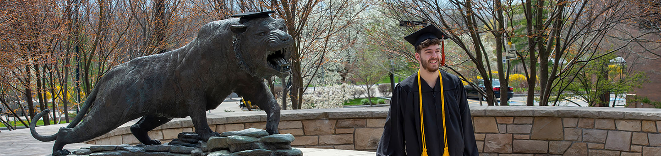 a student wearing a cap and gown stands next to the Tiger statue in front of a brick wall