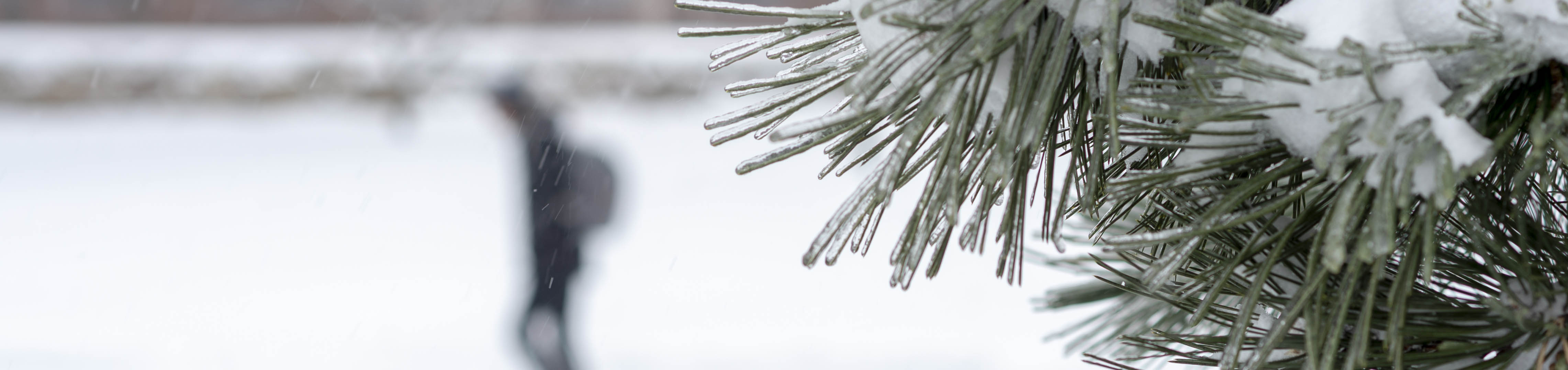 a person walks in snow past a tree branch covered in ice