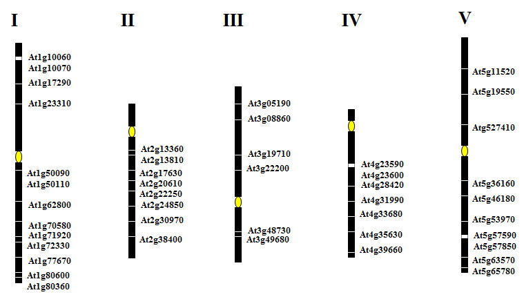 The relative map positions of aminotranferase-like genes distributed on the 5 chromosomes of Arabidopsis thaliana.