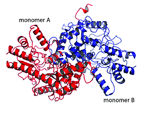 The dimeric structure of diaminopimelat aminotransferase from the alga C. reinhardtii.