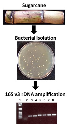 Isolation and identification of bacterial endophytes from sugarcane using 16S V3 rDNA analysis.