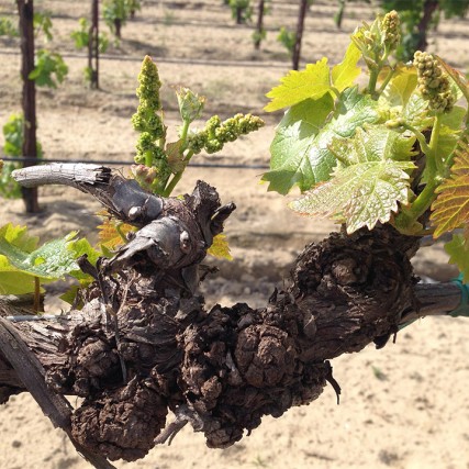Muscat of Alexandria grape vine with crown gall tumors from the Southern San Joaquin Valley.