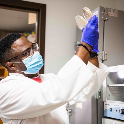 researcher looking at petri dishes.