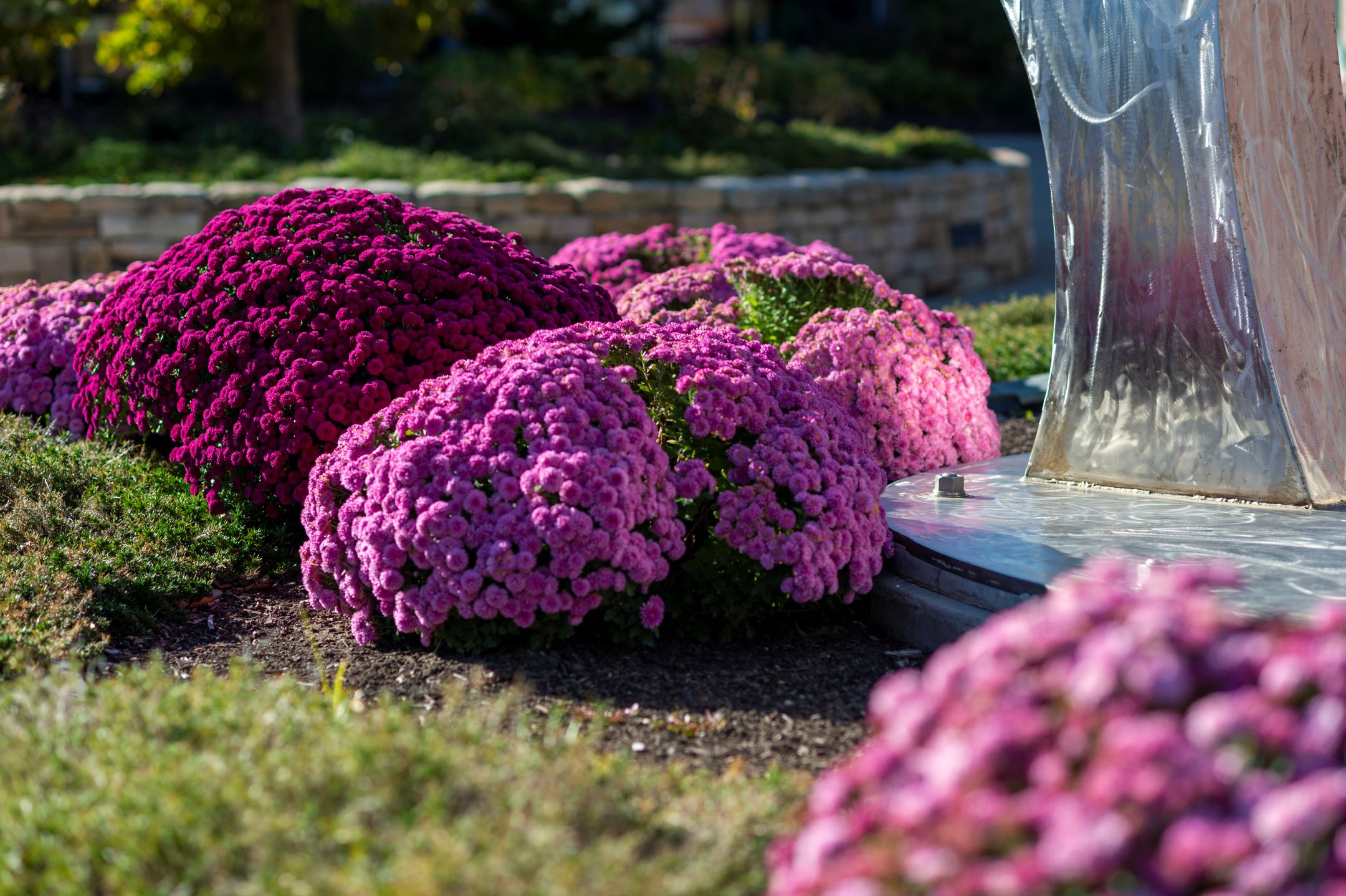 purple mums in a courtyard