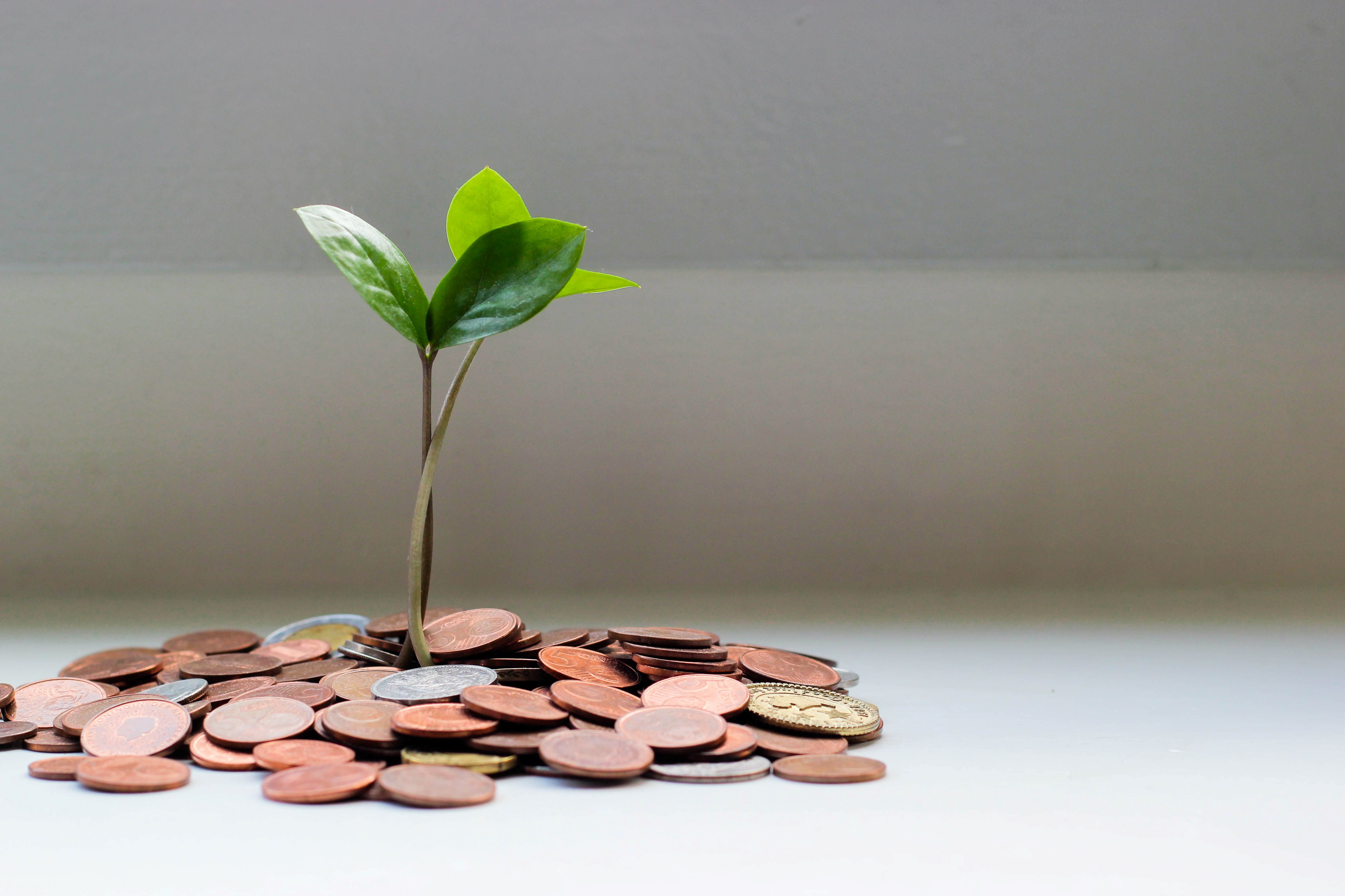 small fake plant standing in pile of coins