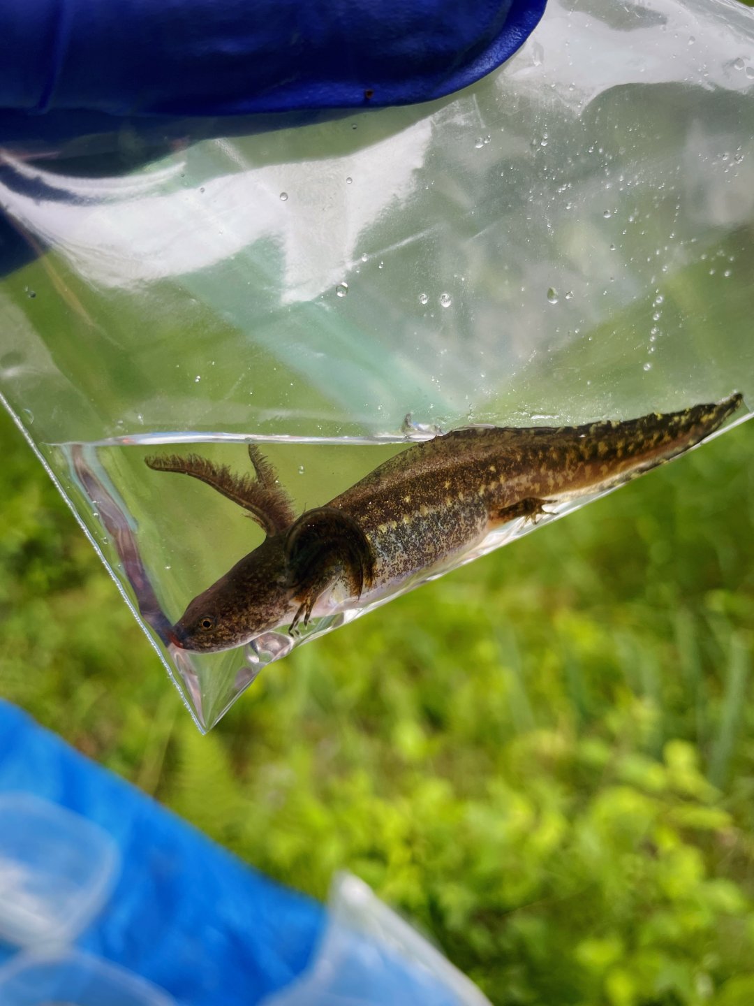 Photo of larval salamander with gills