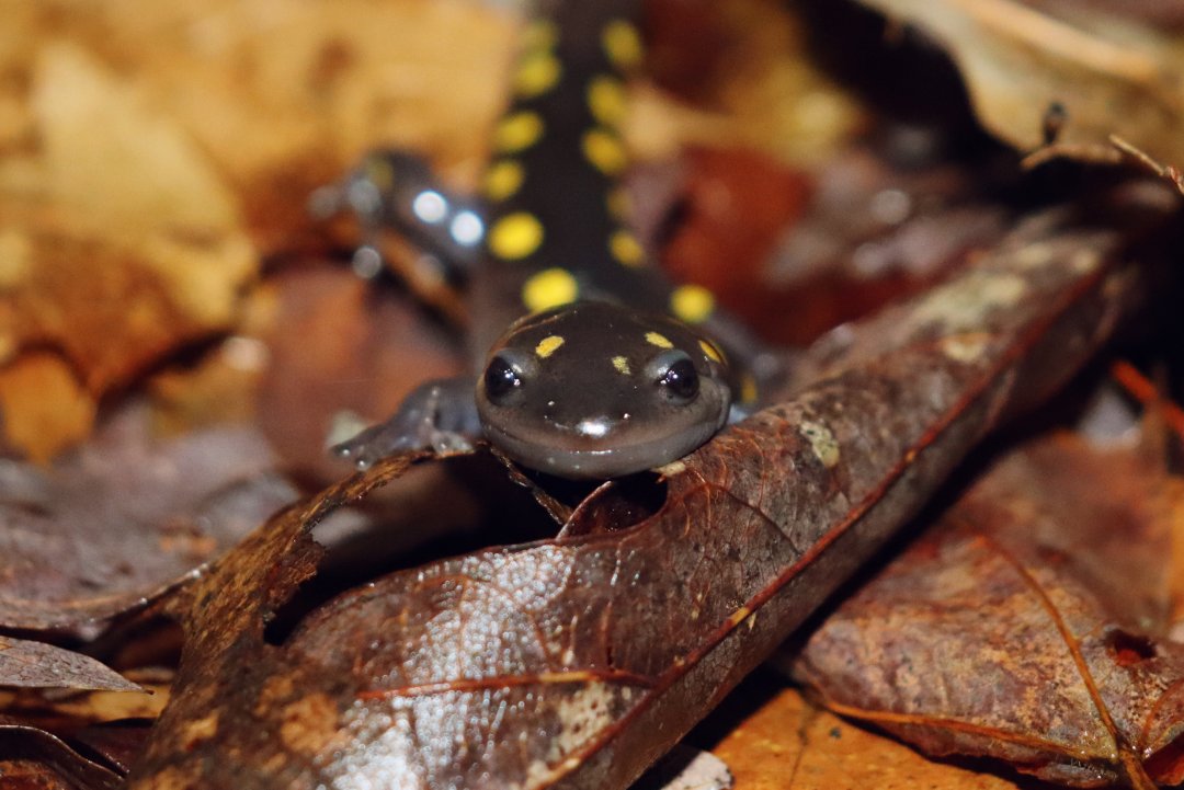 Photo of spotted salamander in the wild