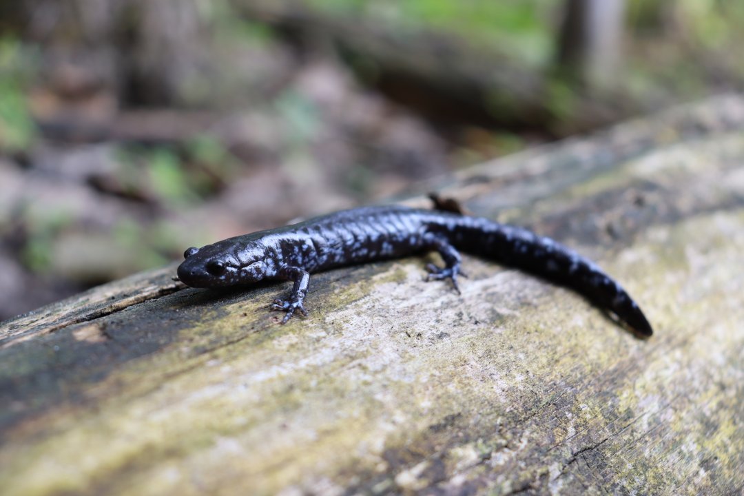 Photo of blue spotted salamander in the wild