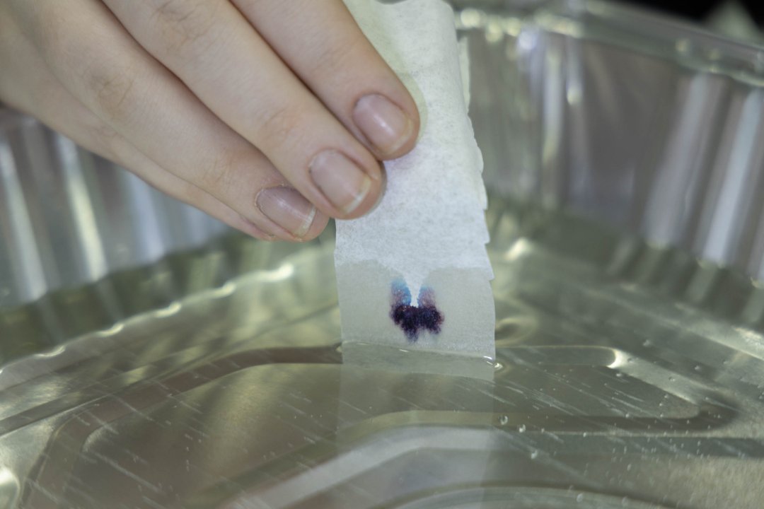 A hand holds a piece of filter paper in water, causing colorful dye to rise up