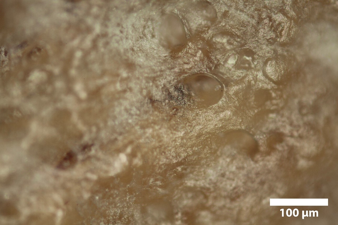Photomicrograph of parchment