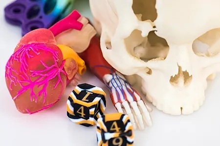 A replica of a heart, a replica of an arm's muscles and bones, a skull, and two dice.