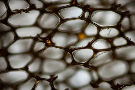 Closeup view of a fishnet plastic bag.
