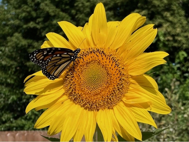 Monarch Butterfly resting on a large sunflower.