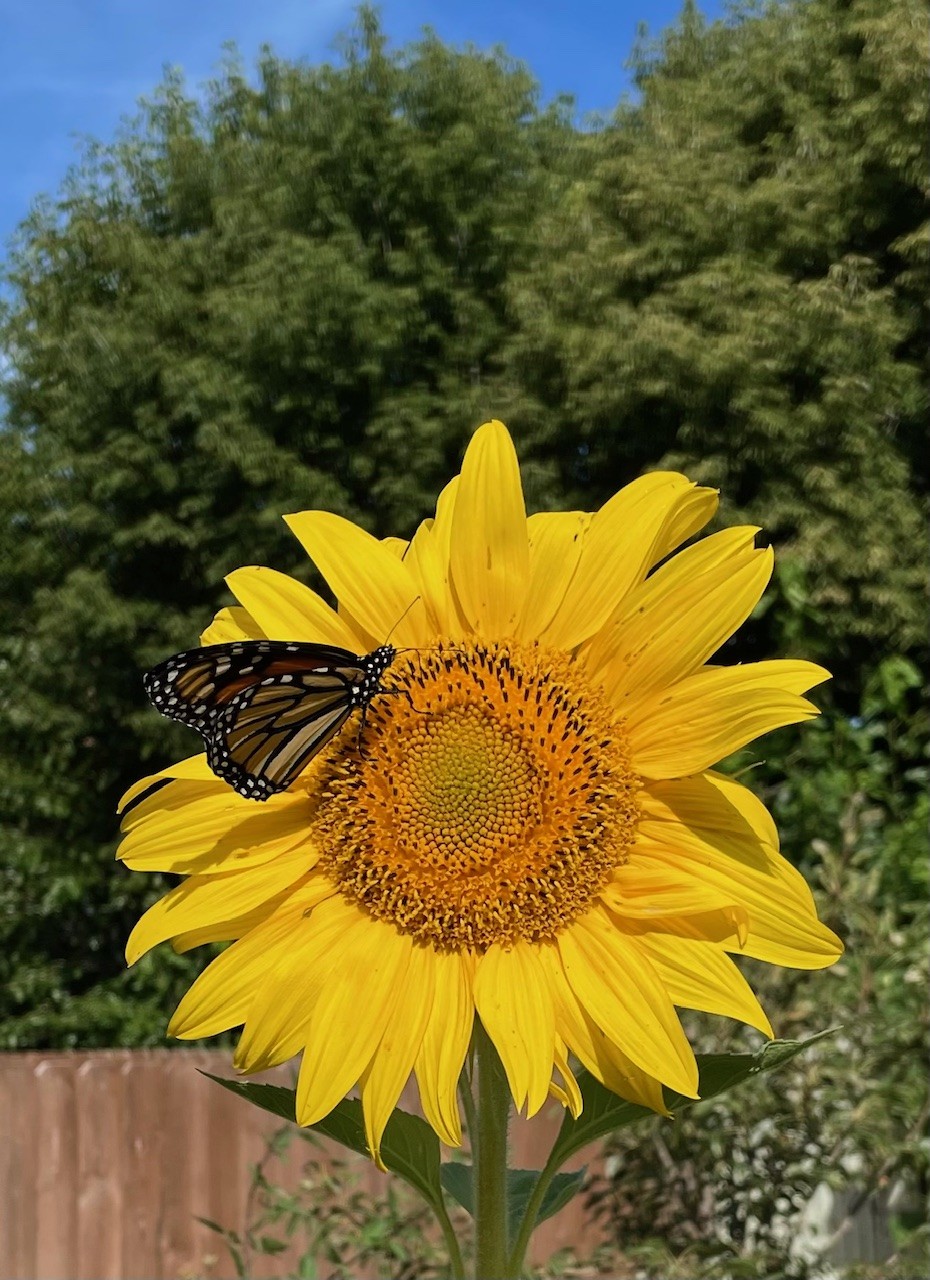 Monarch Butterfly resting on a sunflower.