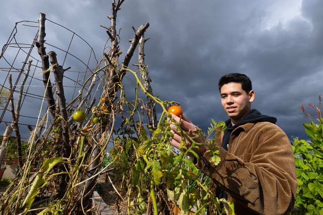 a college age male in a brown jacket looks at a tomato on a vine.