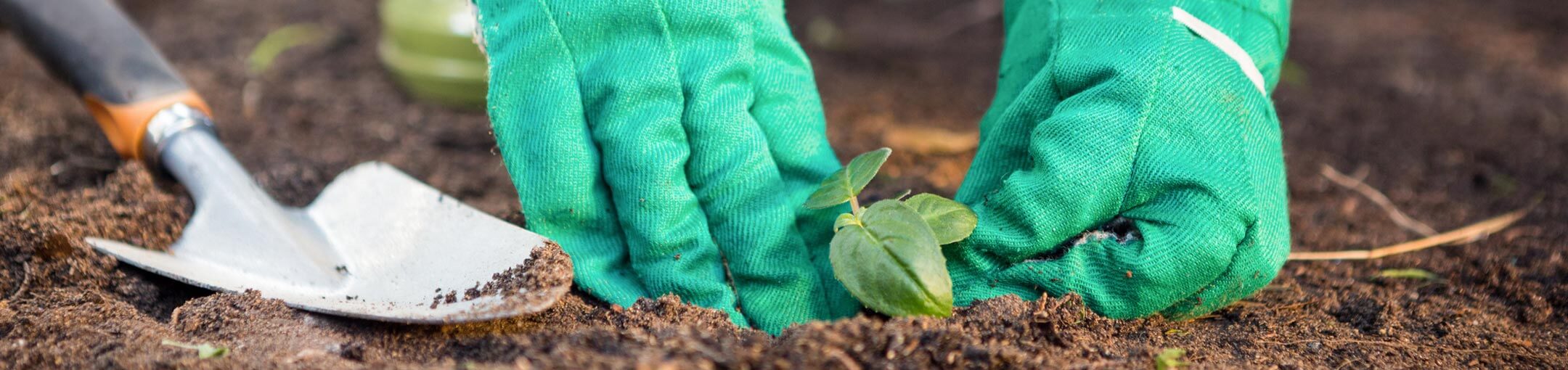 Trowel on the left with hands planting a small in a garden