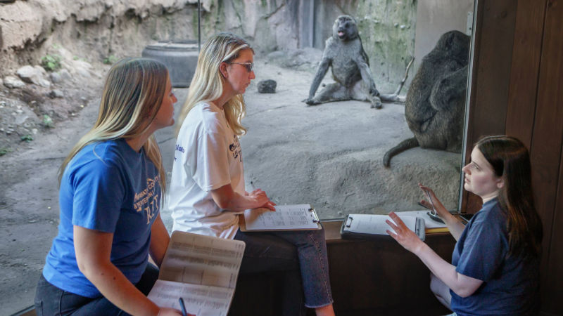 psychology students at the zoo doing research with baboons