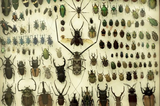 Collection of various types of bugs.