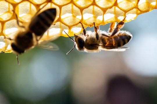 Closeup of bee on a honeycomb.