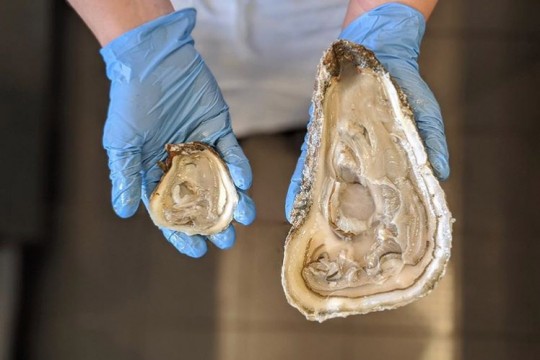 overhead view of a 1-year-old and a 5-year-old oyster.