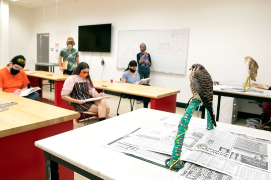 students drawing live birds.