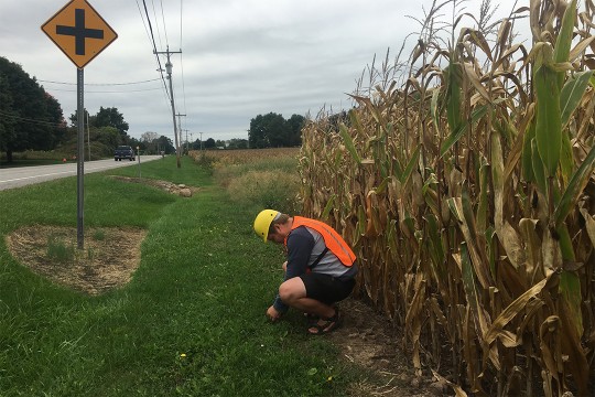 man wearing hard hat collecting weeds next to a cornfield and a road.