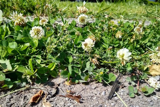 white clover plants.