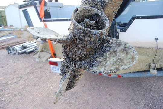 A boat propeller encrusted with zebra mussels. 