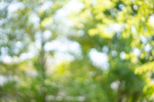 A blurry image of a leafy green wooded area