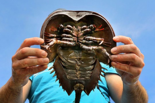 a horseshoe crab is held up by a person in a bright blue shirt