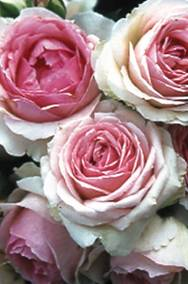 rose named in honor of dubellay